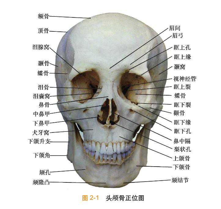 面部轮廓整形包含哪些手术项目，是如何进行的？