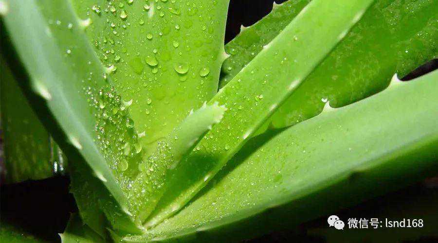扒一扒万能神器“芦荟胶”