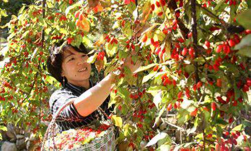山茱萸栽培技术，生长旺盛结果多，简单方法轻松做到