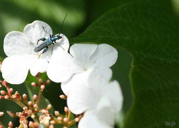 夏天怕晒黑长斑？豆腐加它煮汤喝，脸上斑点淡化了，赶走黑色素