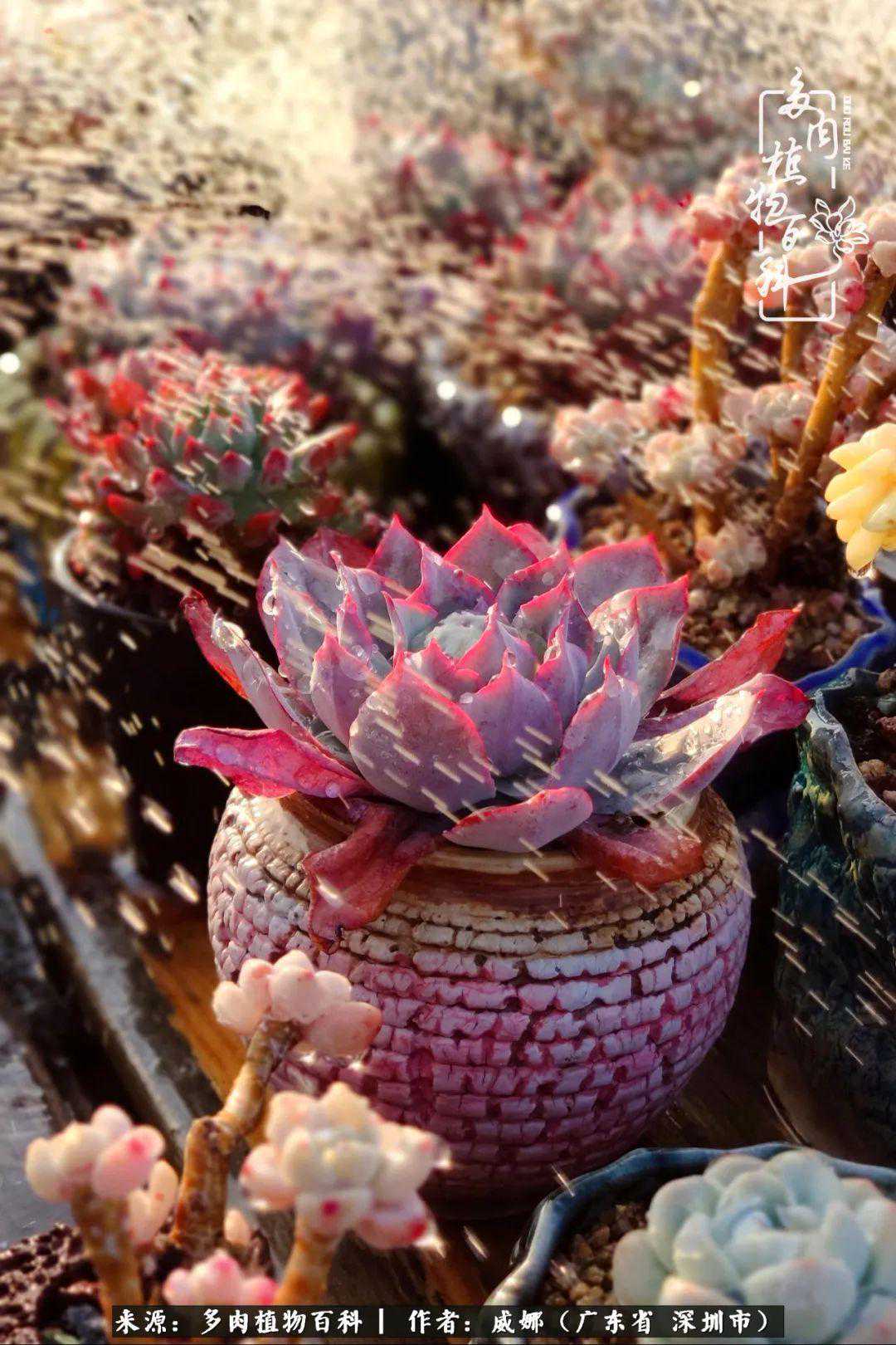 在地图的南边，有一群有一个共同的目标（上）