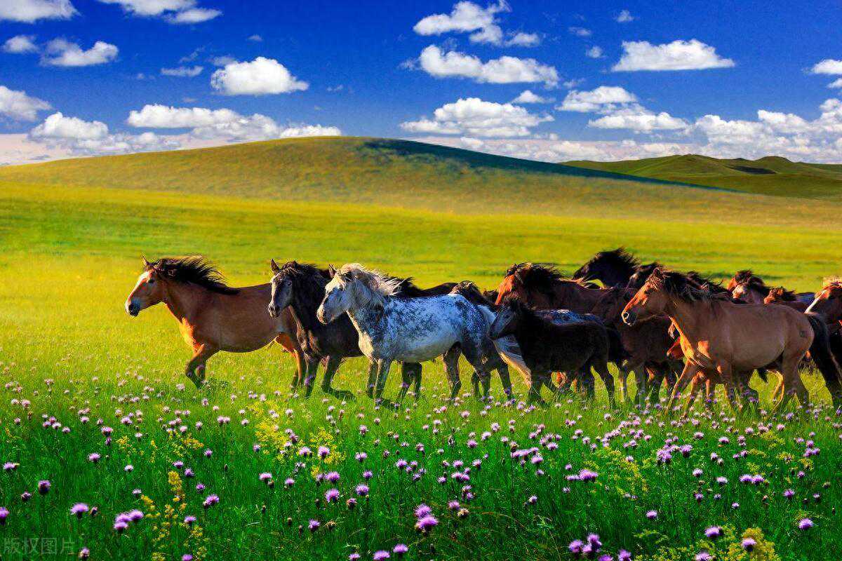 军马场正练兵，金雕投下红星军帽，连长大喊：跟雕救人去|传闻