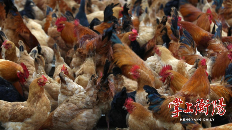 常宁市杉树村：油茶林下养乌鸡，致富增收有“钱景”