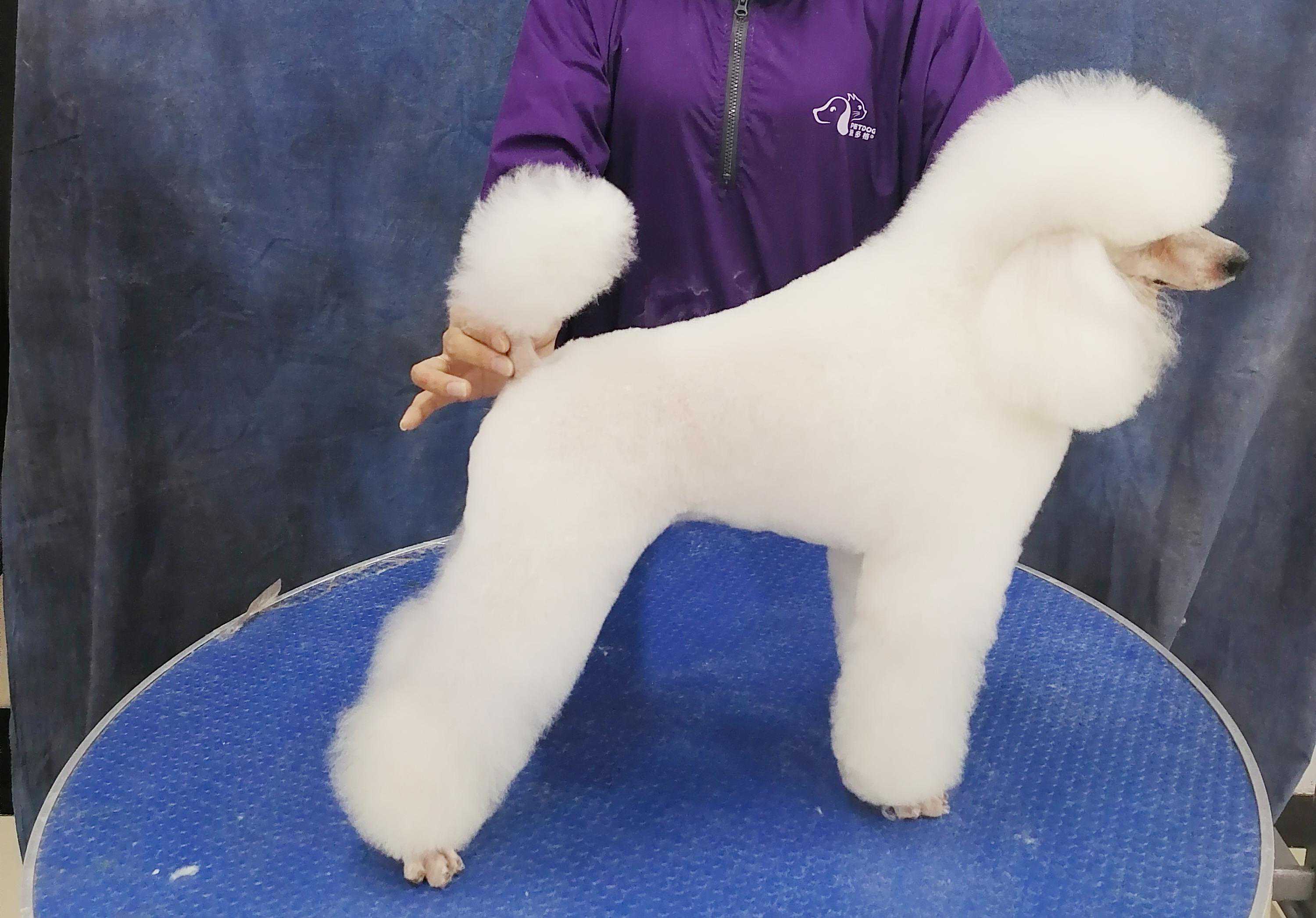 国内最好的宠物美容学校