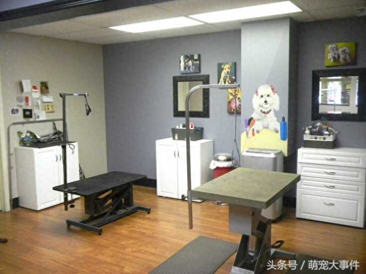 国外宠物美容店欣赏，国内还需努力追赶
