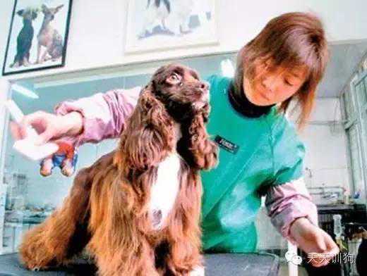 正规狗狗美容应包括七个步骤，别再被坑了~