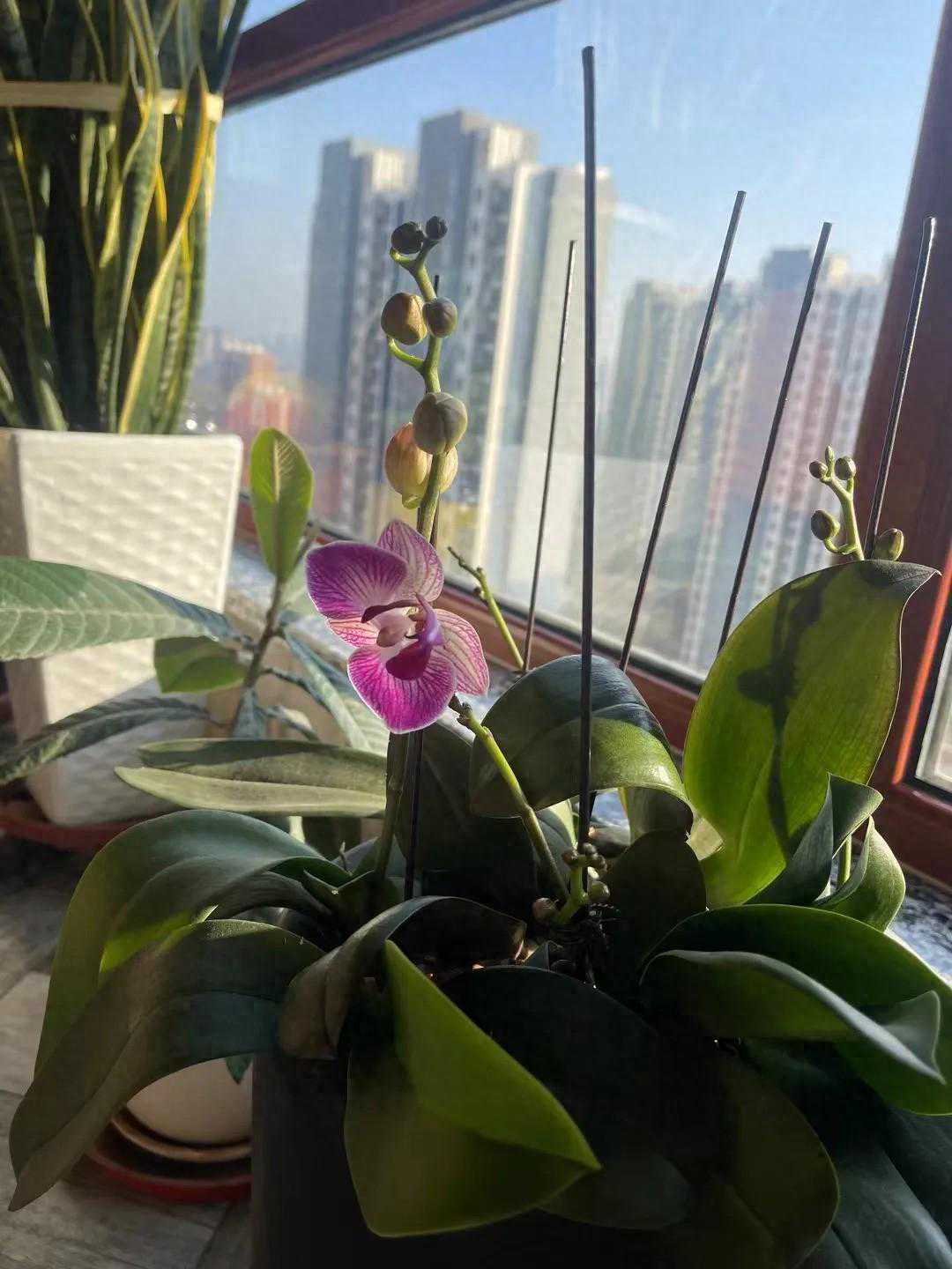 昨天下午我正在美容院推背，老公微信告诉我说，不去上海了...