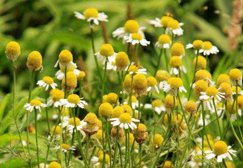 可以不要小瞧洋甘菊，放在家里能赏花，花瓣摘下来还能美容