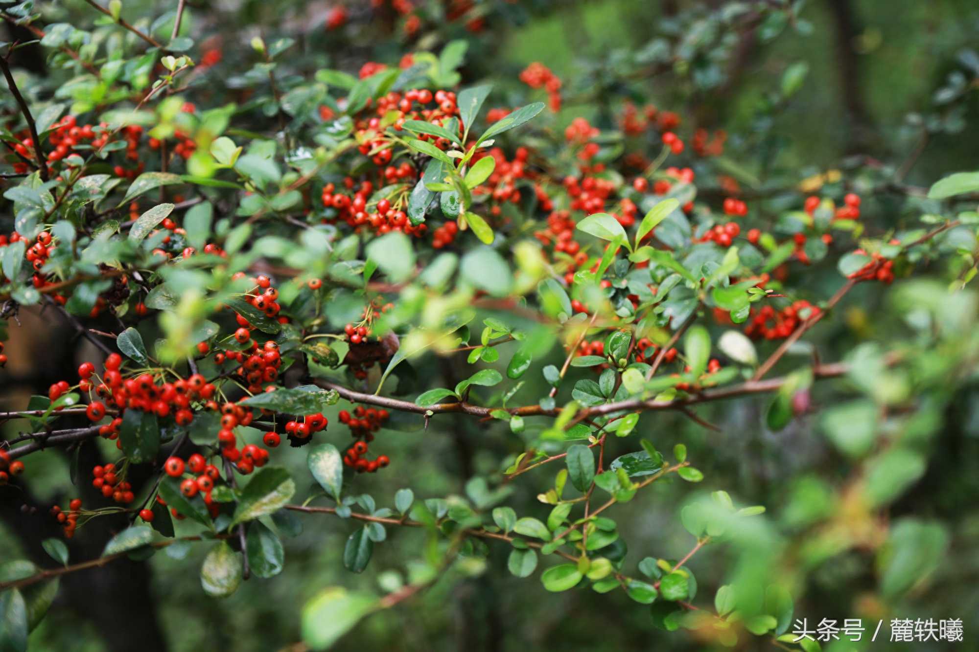 火棘果被称为救命果，能壮阳、美容和治疗妇科疾病，药用价值很高
